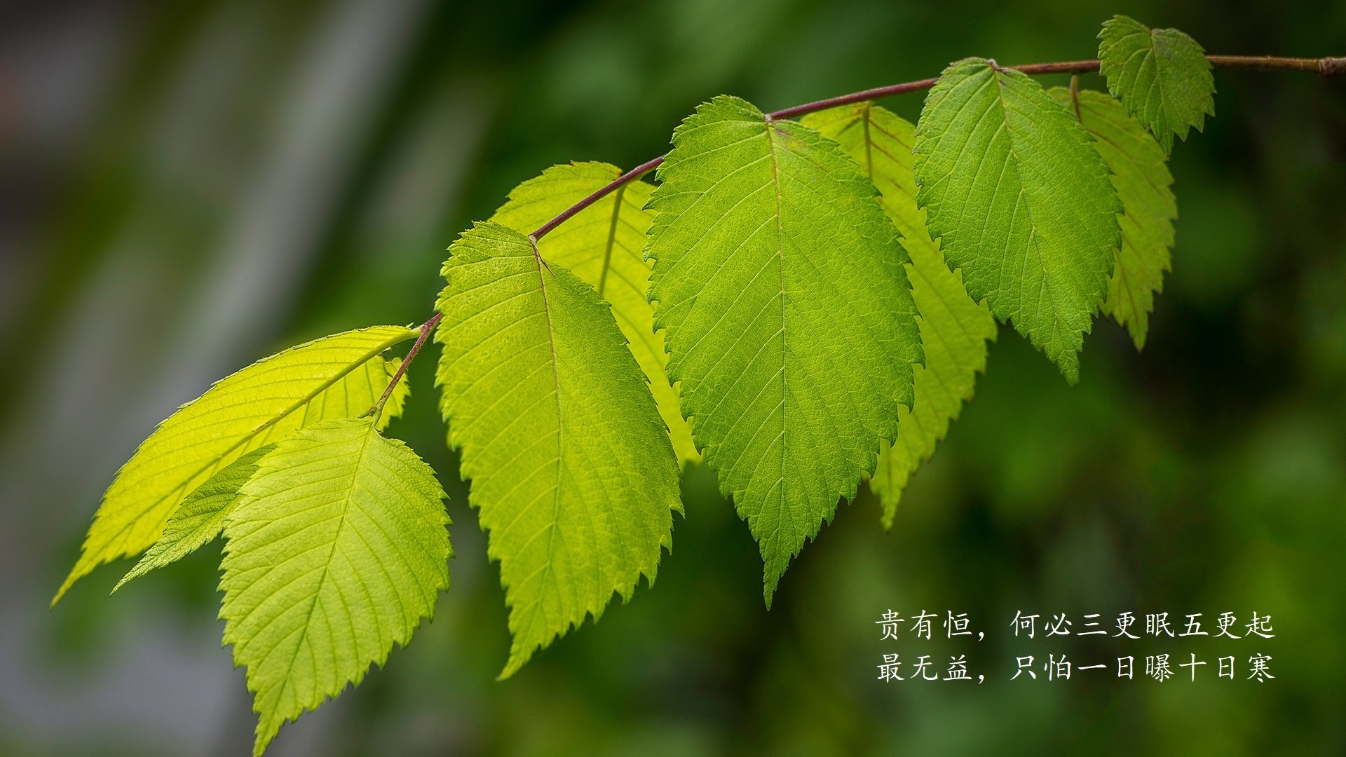 世俱杯决赛-欧洲豪门主力大放异彩，球星集体亮眼表现，欧洲豪门另组欧洲联赛
