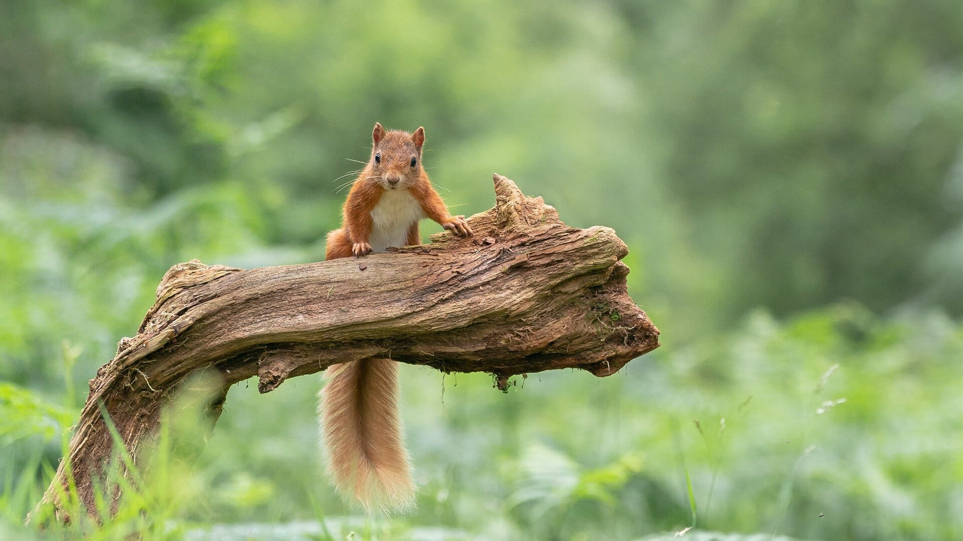 世俱杯官方-世界射箭青年锦标赛中国队再夺佳绩,世界射箭锦标赛的时间是