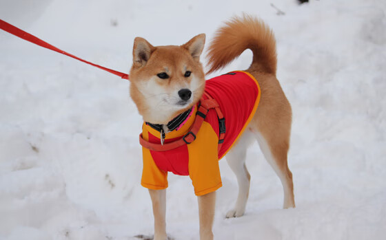 2025世俱杯赛程表比赛时间-德甲高强度对抗中体能消耗与失误关系研究,德甲体能测试