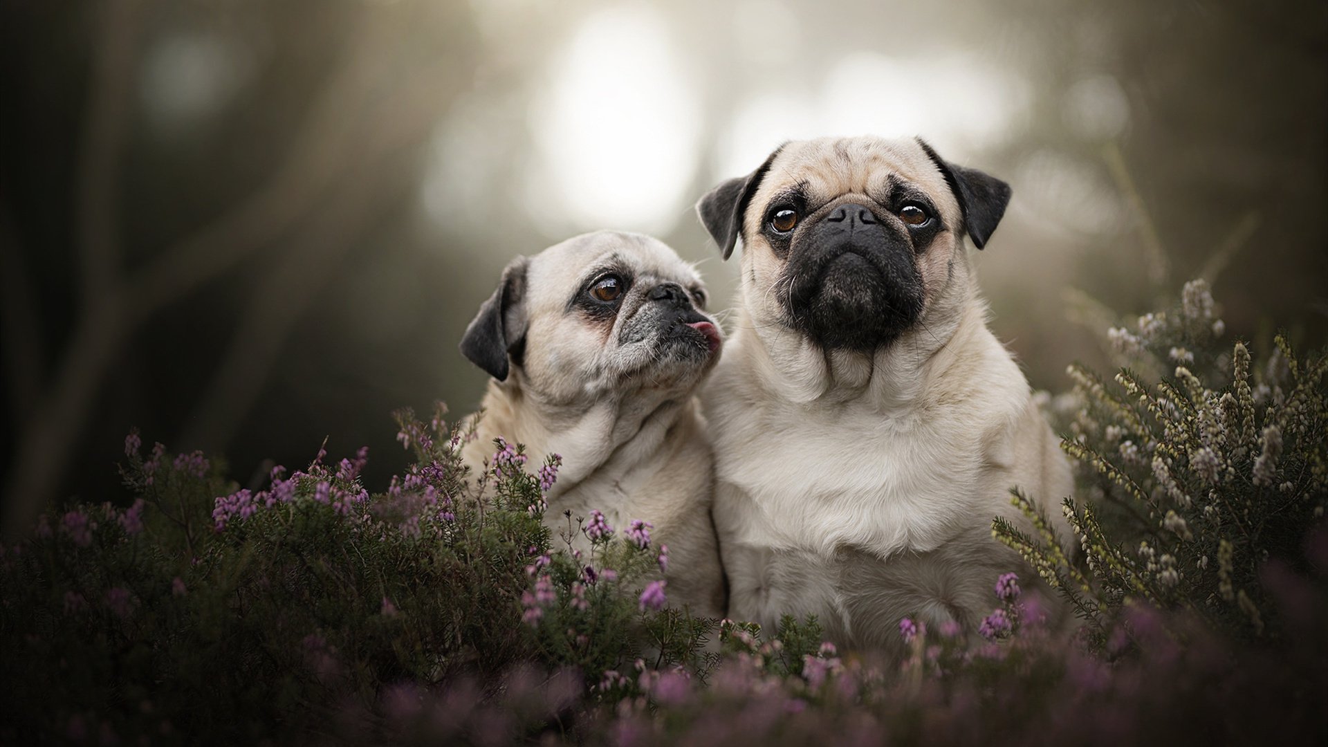 世俱杯直播在线观看免费-校园体育场馆智能管理与节能技术,体育场馆智慧化建设
