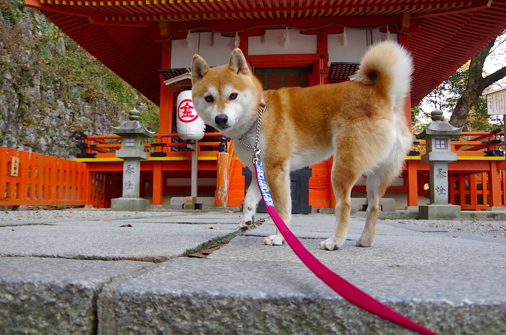 2025世俱杯赛程表-篮球运动员专项体能训练监测与反馈机制,篮球运动员体能训练内容