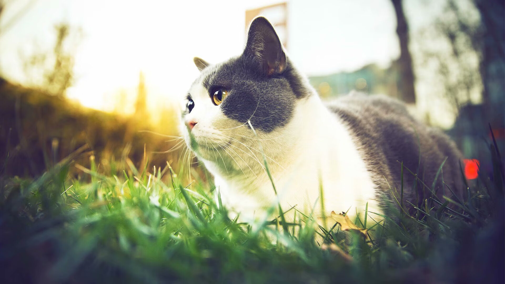 2025世俱杯对阵表-奥斯马尔·奥尔韦拉跳板动作精准无误，奥马尔·奥尔蒂斯