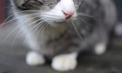 世俱杯对阵表-法甲看点不断：新星、逆转、终极PK！，法甲新赛季前瞻