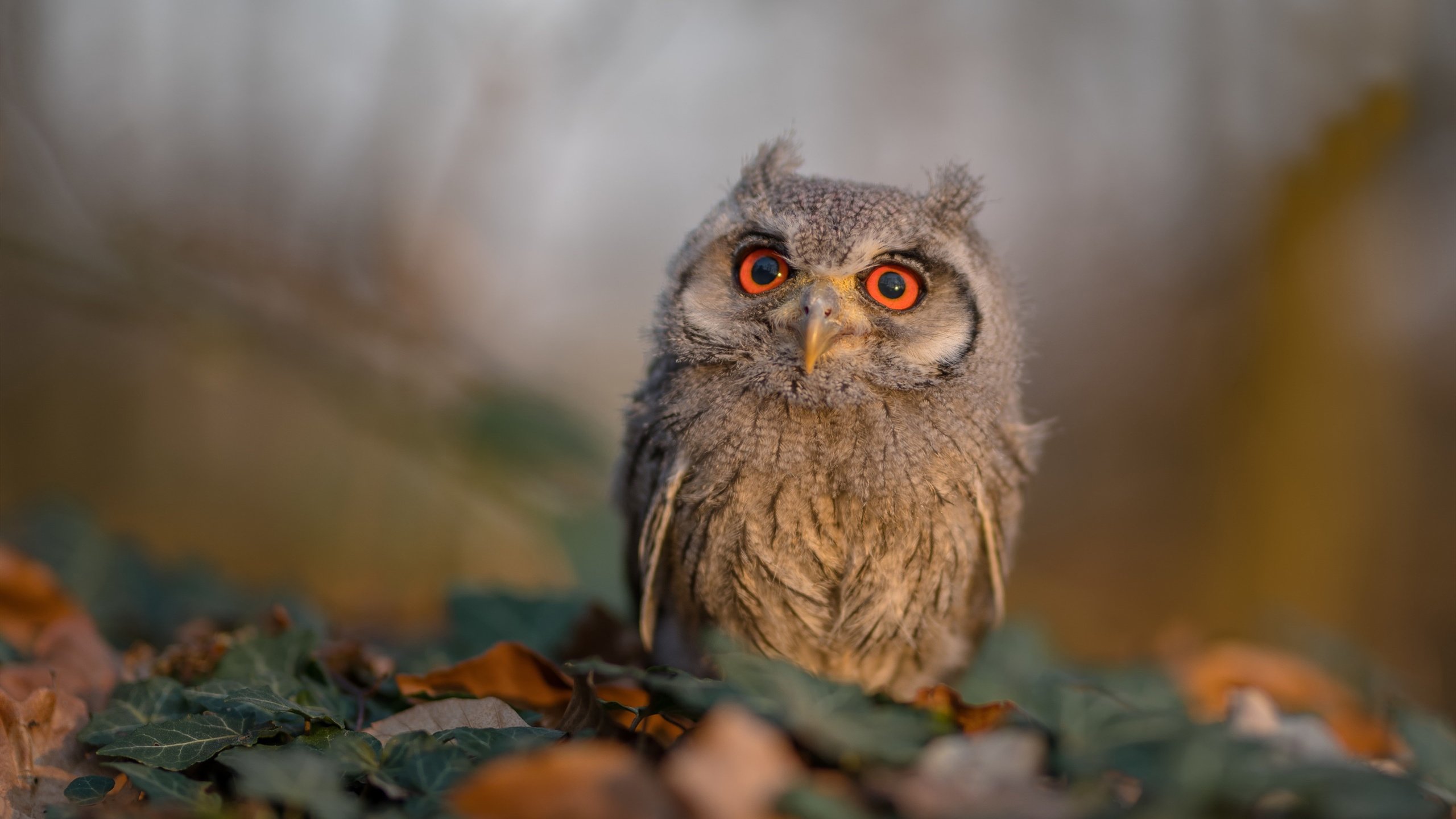 FIFA Club World Cup-瑞安:在全黑队的进攻体系中扮演着至关重要的角色,2019年瑞安打黑案件