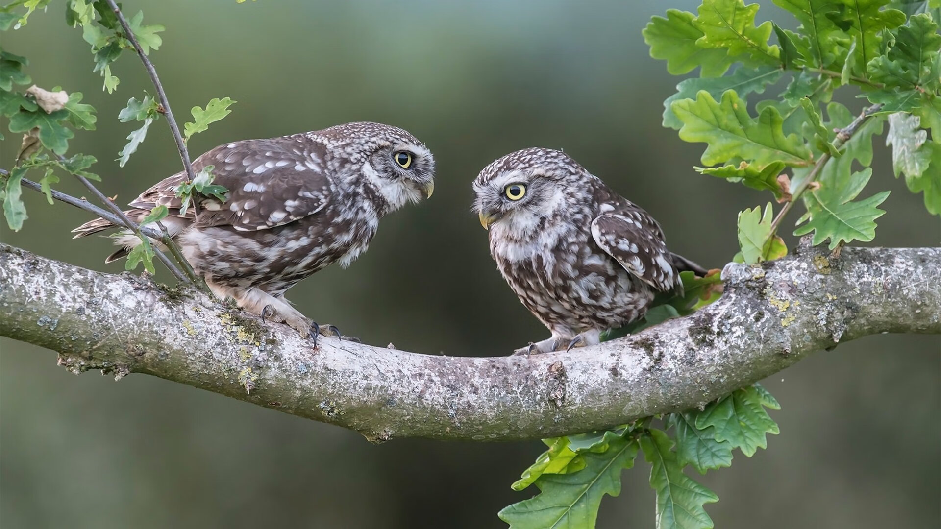 世界俱乐部杯-美洲杯明星纷纷亮相：激情澎湃巅峰对决！，美洲杯巨星