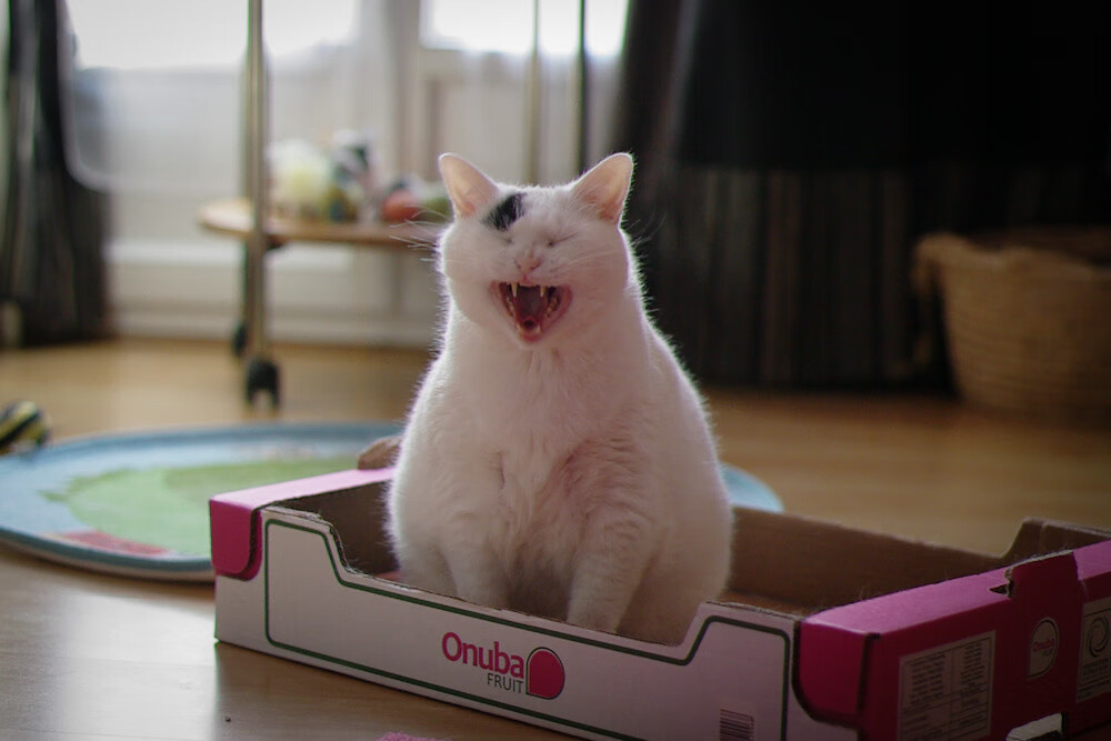 2025世俱杯赛程表比赛时间-美洲杯明星养成：精彩表现助球队夺冠！，美洲杯明星球员